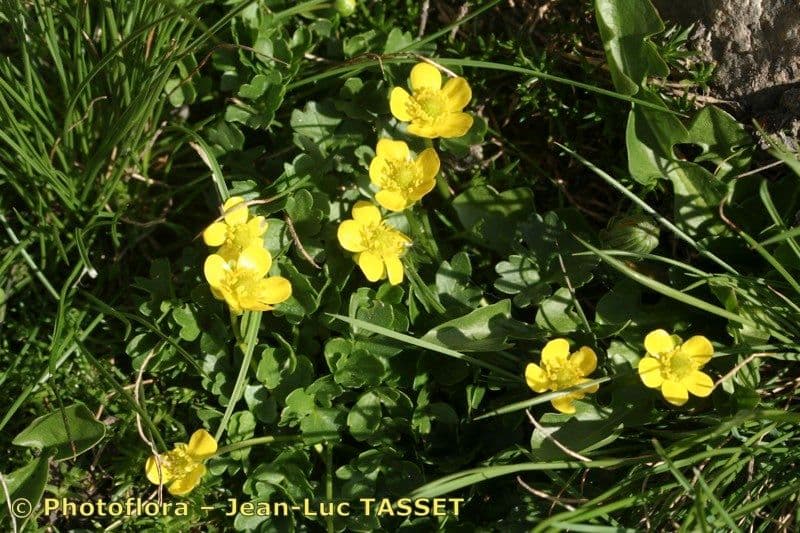 Ranuncolo di Marschlin 4