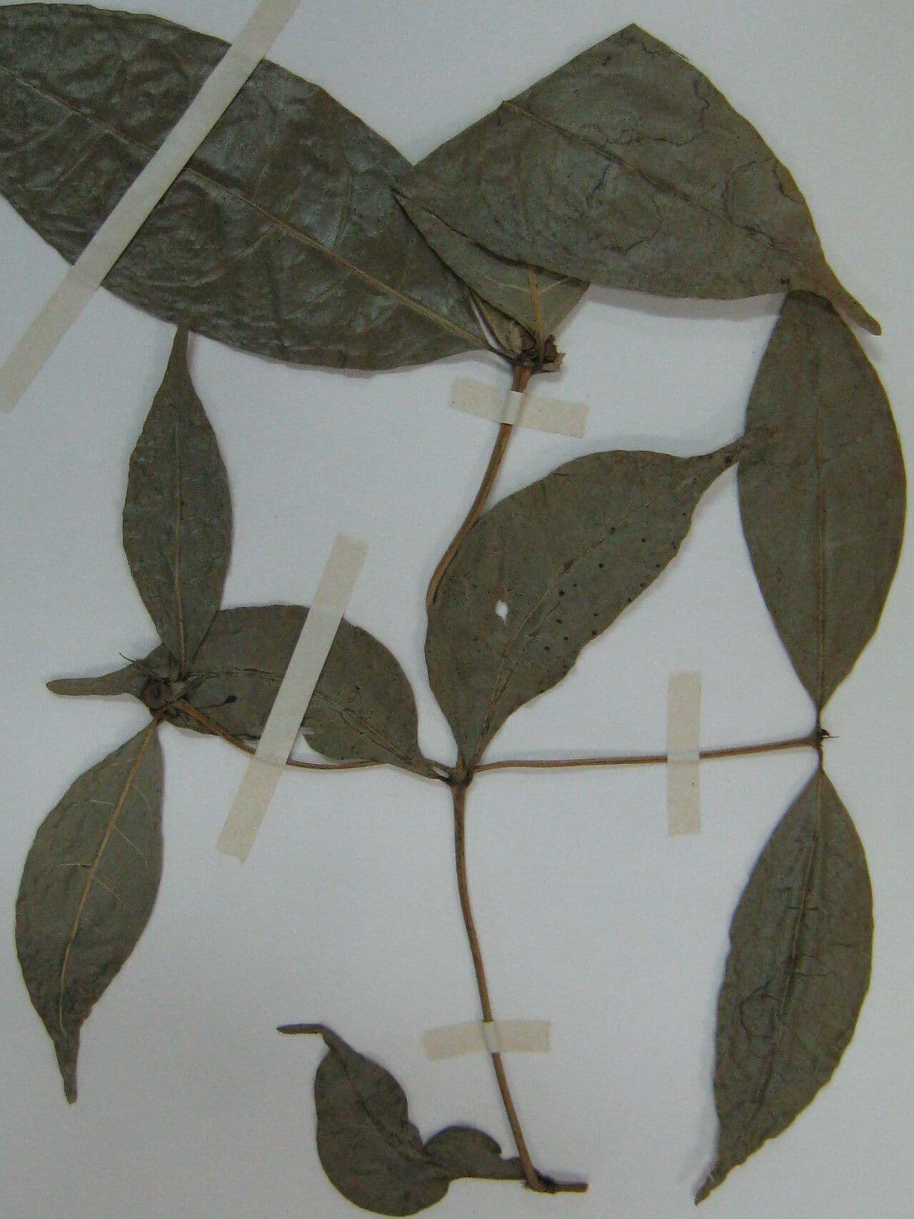 Faramea 4
