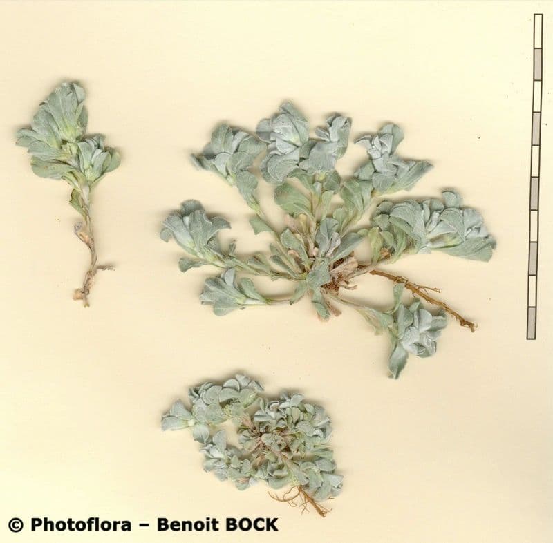 Micropus supinus 17