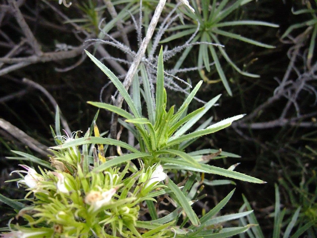 Echium 11