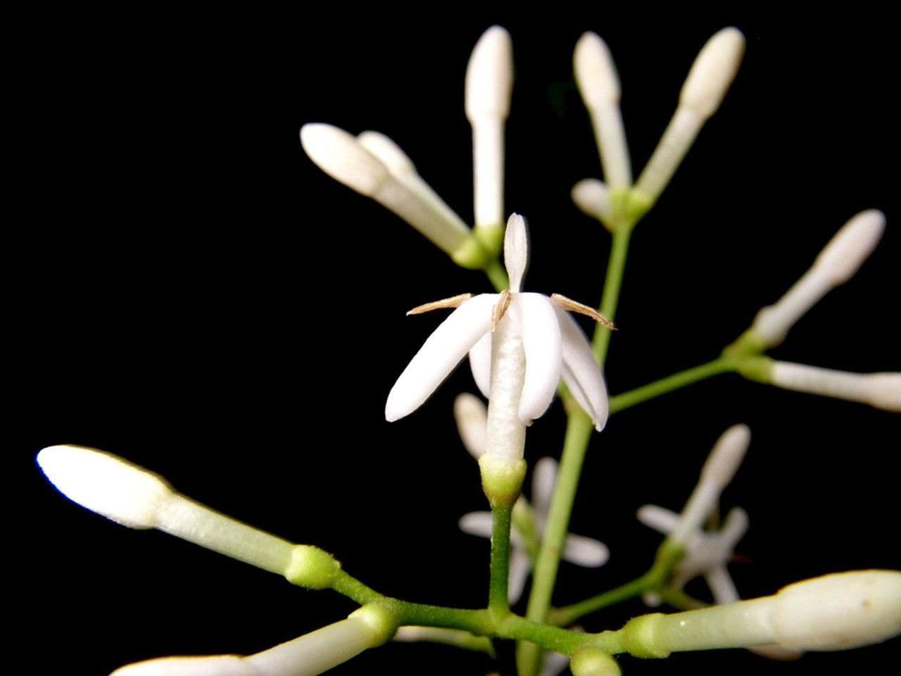 Ixora nicaraguense 5
