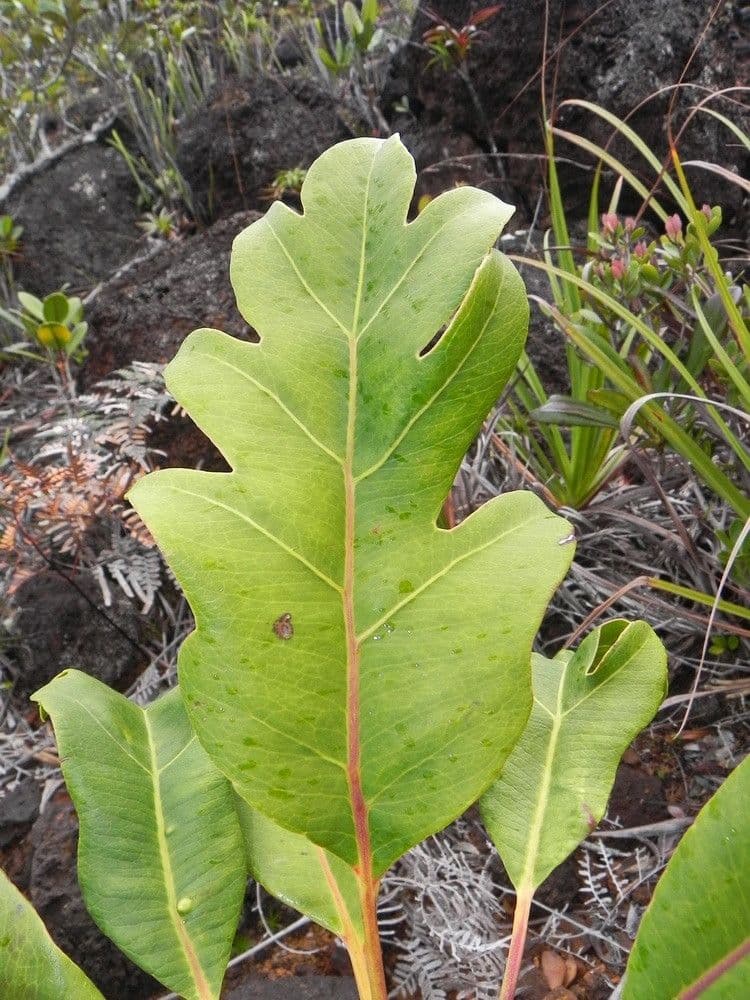 Myodocarpus 10