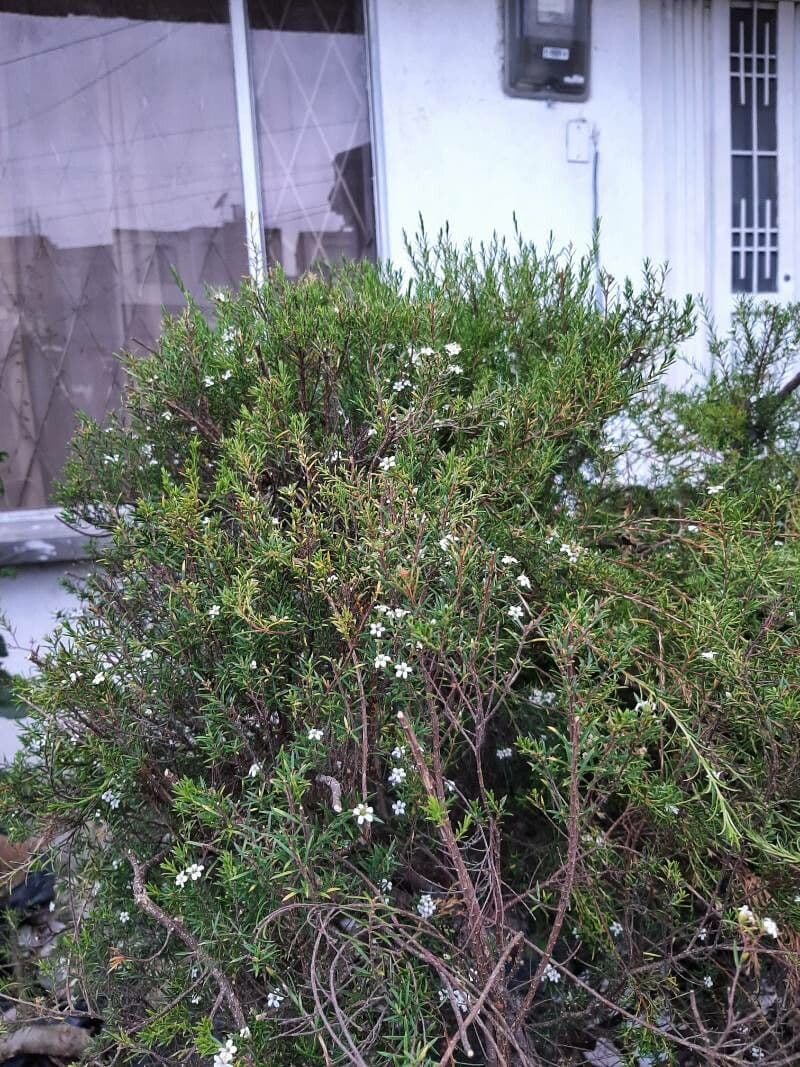 Diosma 8