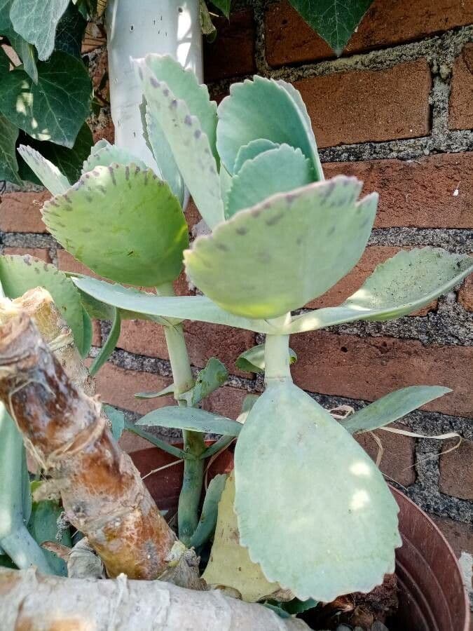 Kalanchoe 16