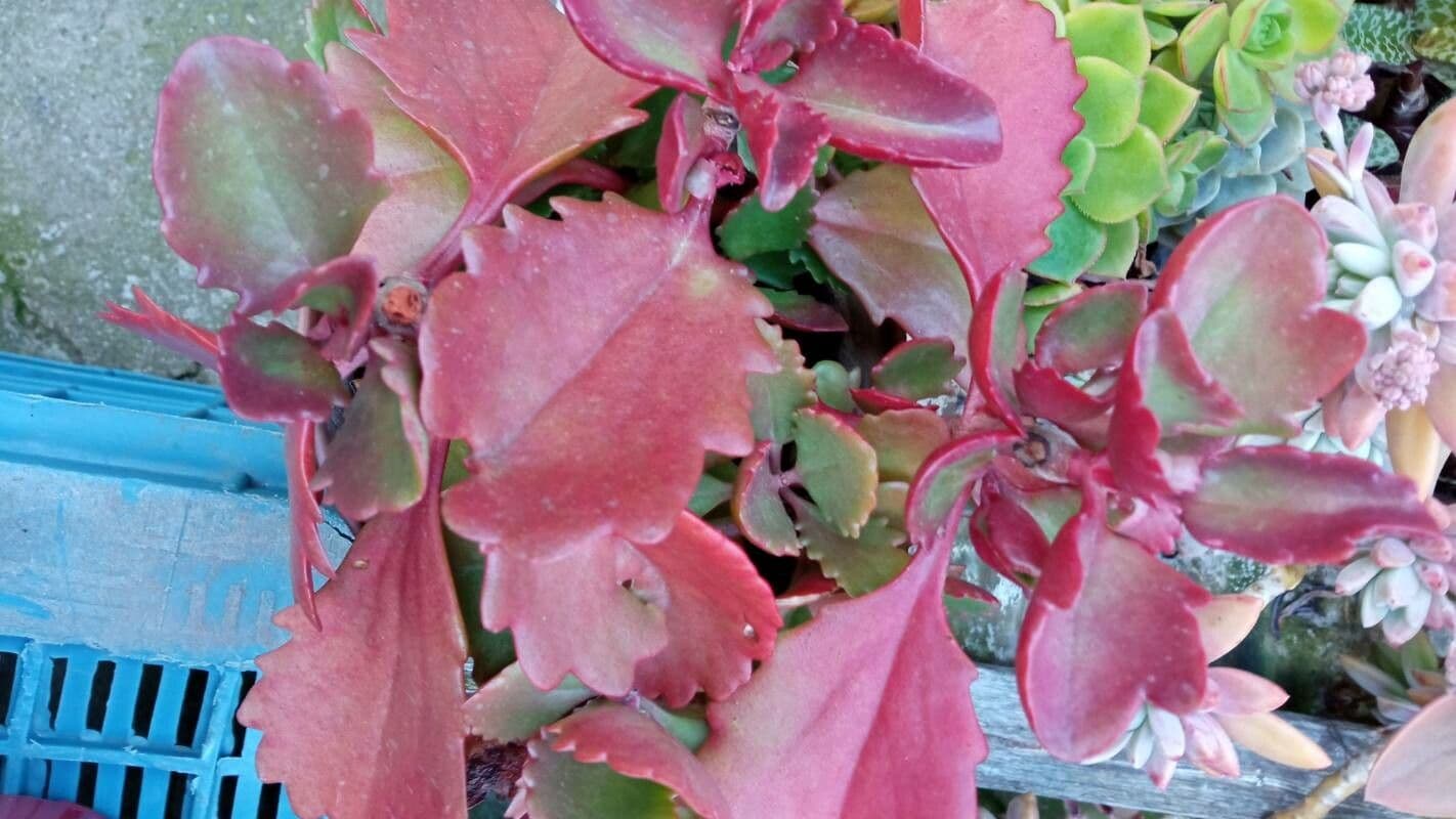 Kalanchoe esagonale 9