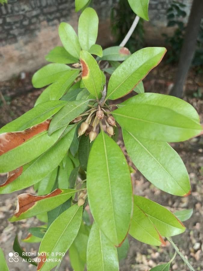 Sapodilla 16