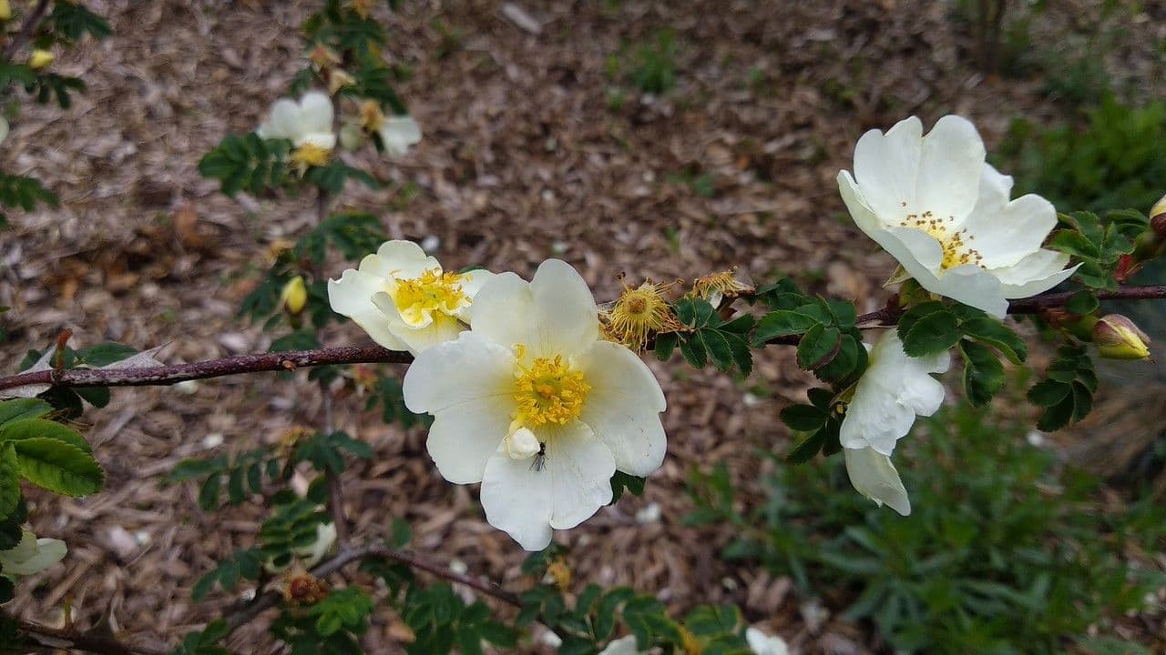 Omei-Rose