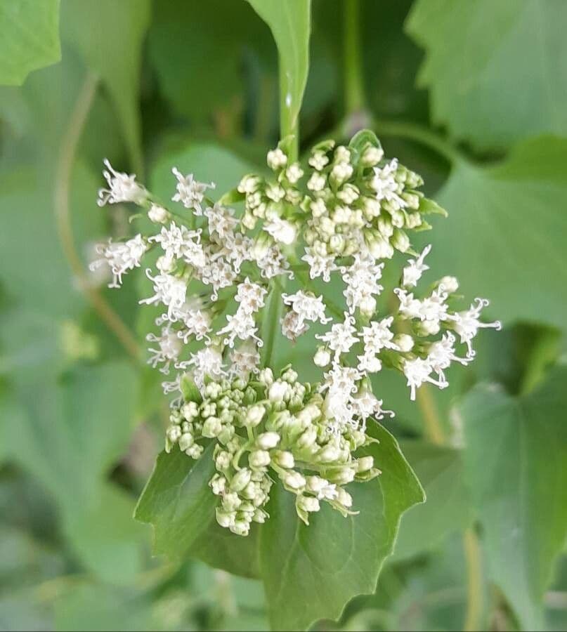 Mikania periplocifolia 3