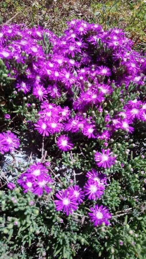Senecio elegante 4