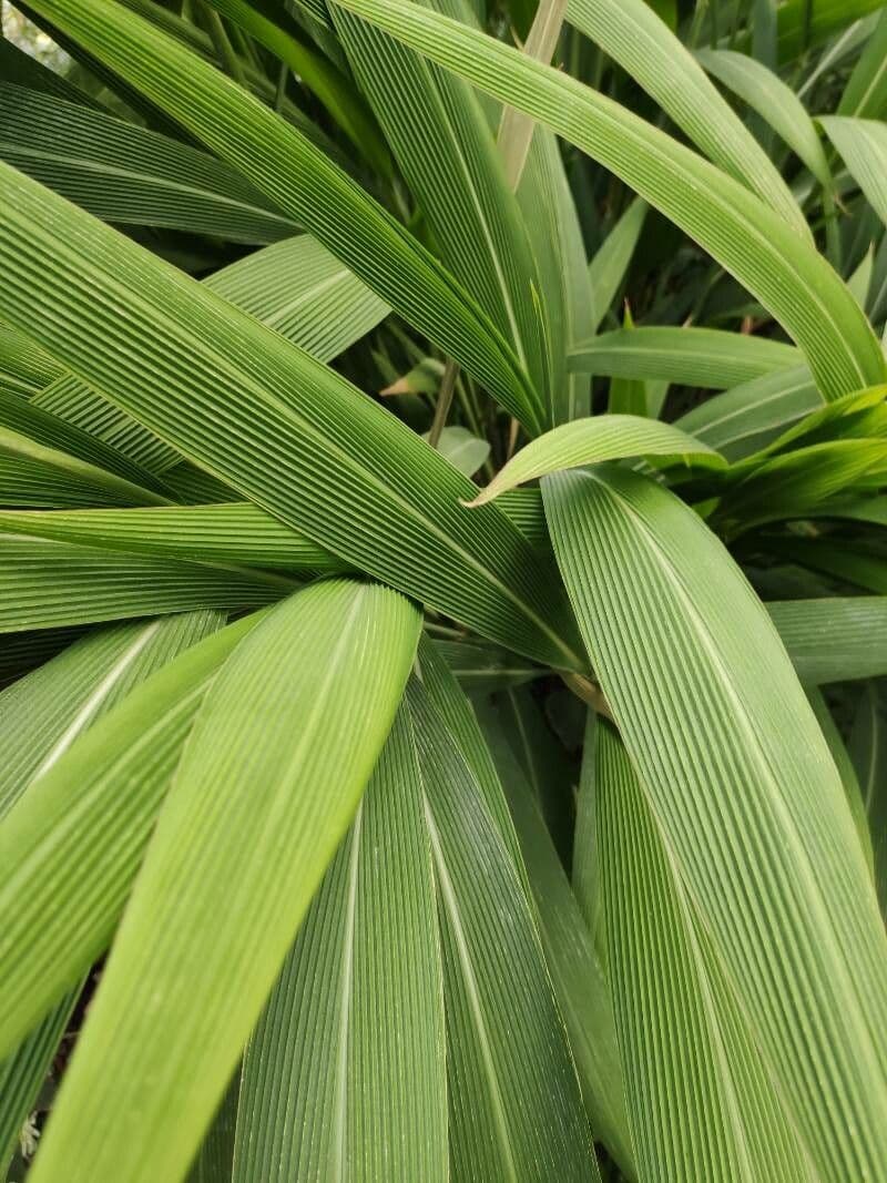 Setaria palmata 12