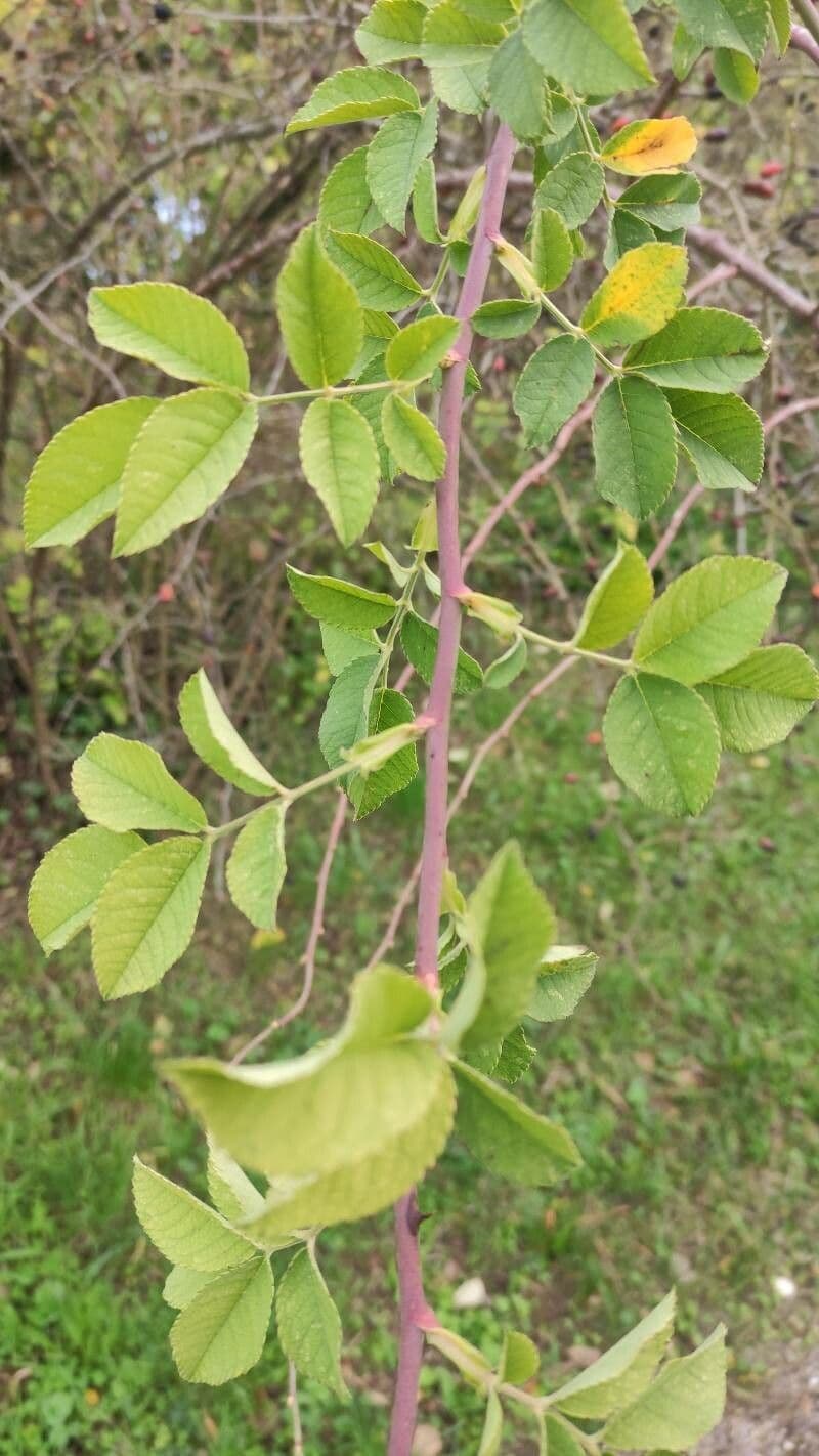 Spitzblättrige Rose 6