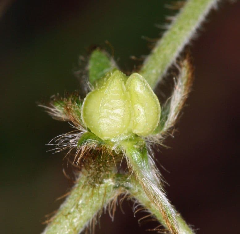 Plagiobothrys nothofulvus 2