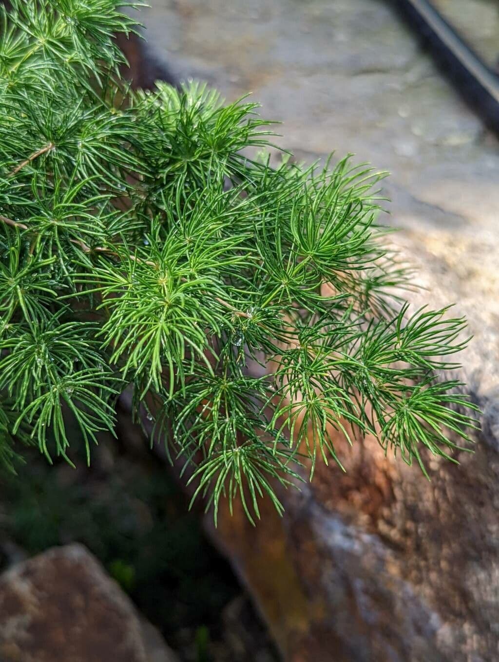 Asparagus 6