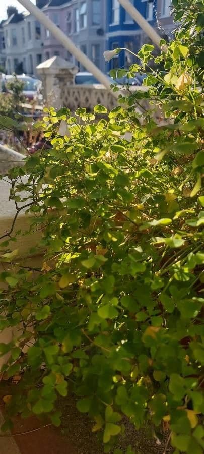 Ossalide incarnata 11