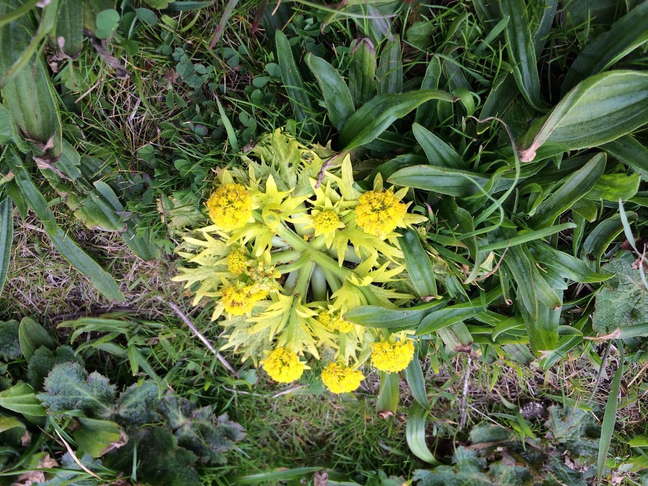 Sanicula arctoide 5