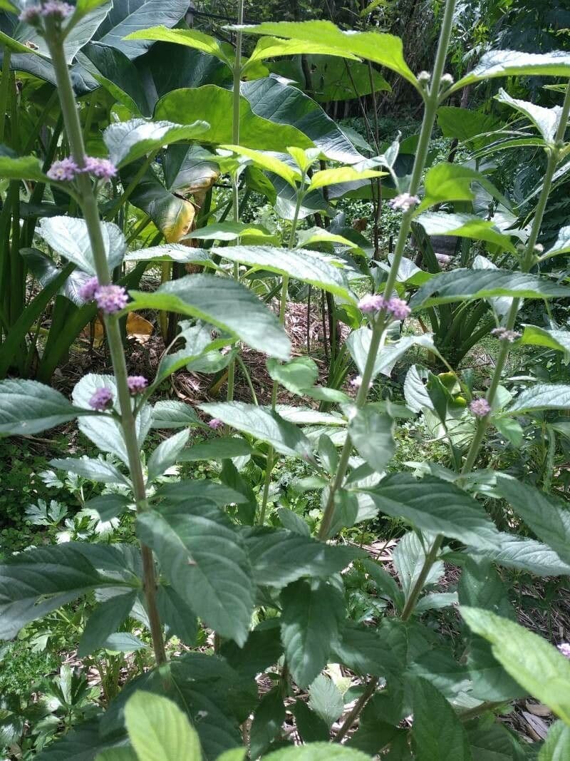 Lippia alba 8
