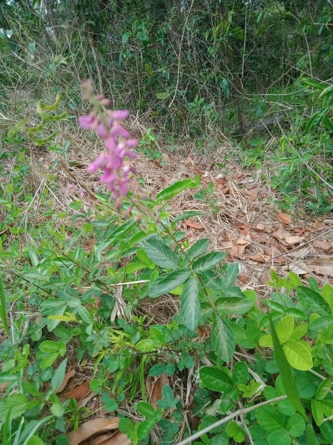 Desmodium 8