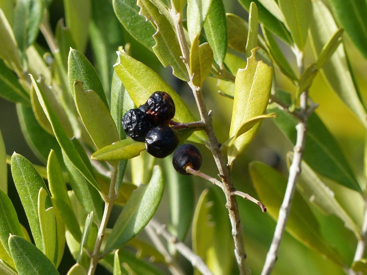 Schmalblättrige Steinlinde 5