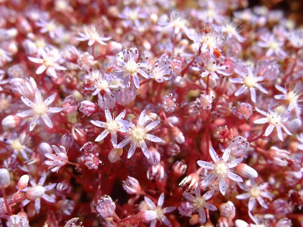 Borracina cerulea 3