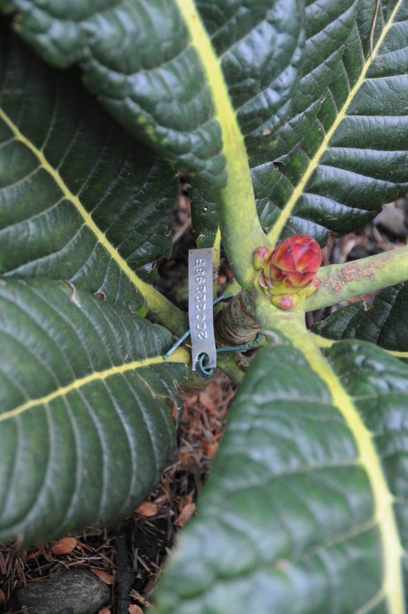 Rododendron 4