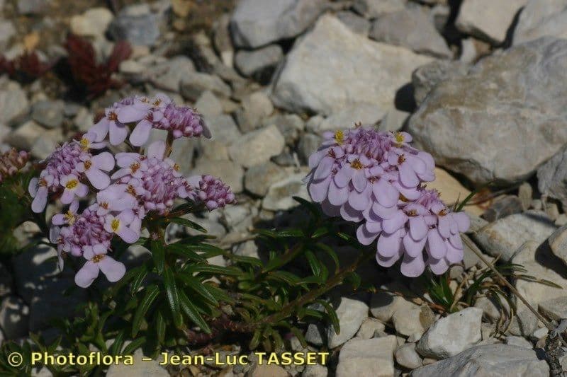 Iberis di Auronsa 7