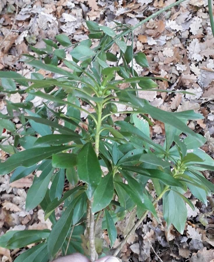Olivella