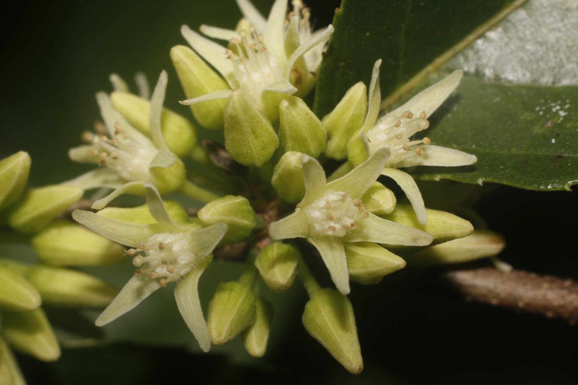 Casearia 7