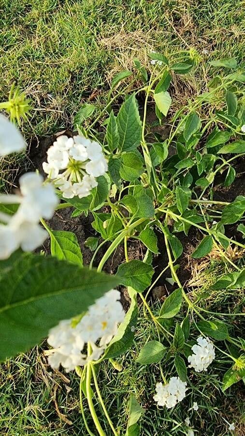Lantana canescens 12