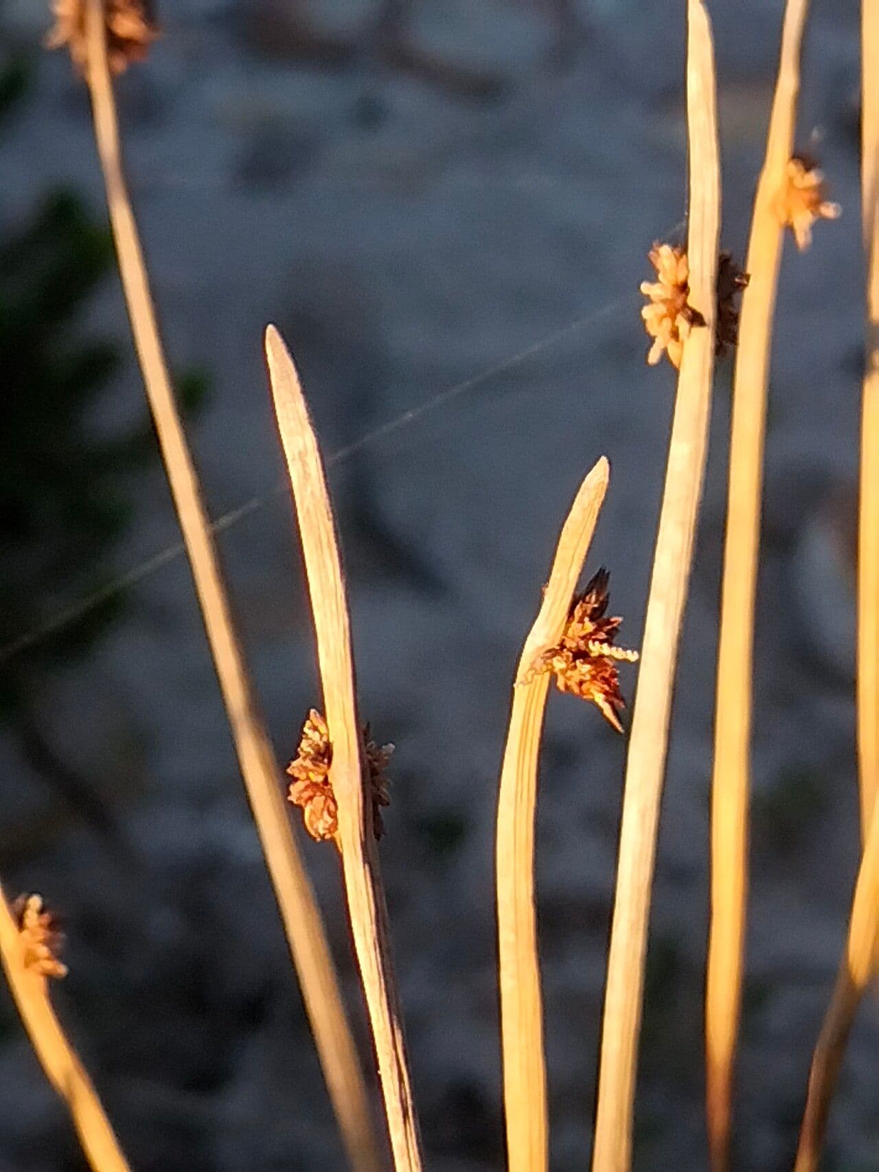 Ficinia nodosa