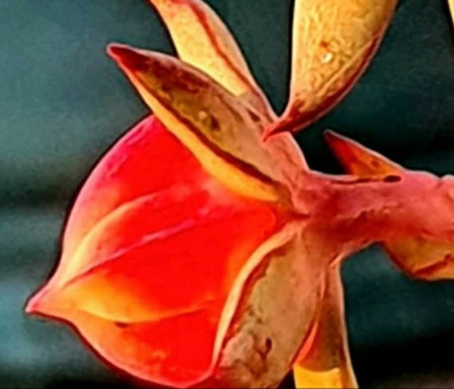 Echeveria 2