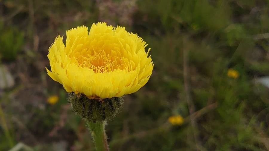 Costolina macchiata 7