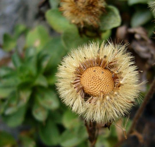 Fleabane glaucus 3