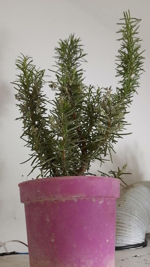 Rozmarýn lékařský 24