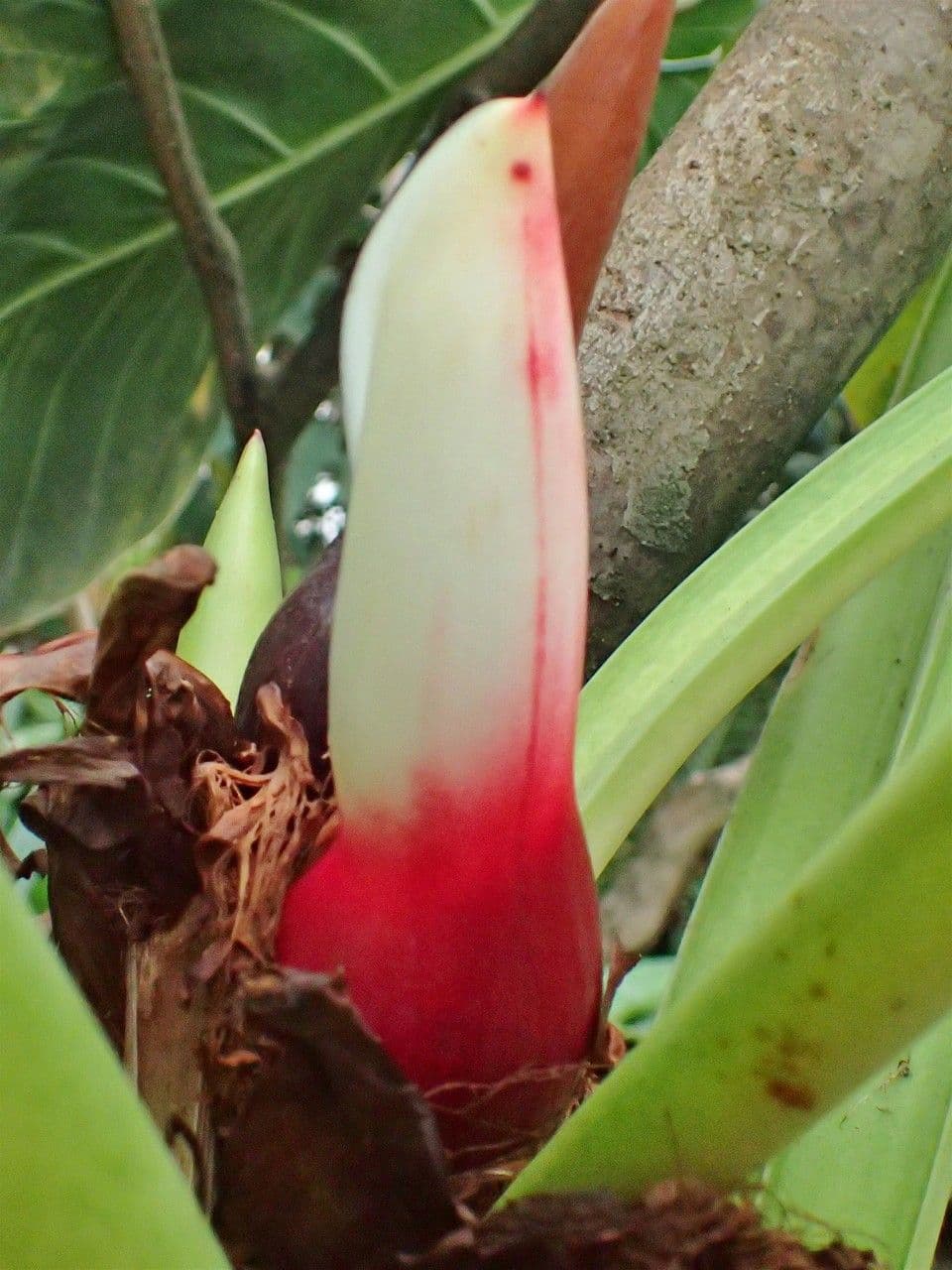 Filodendro