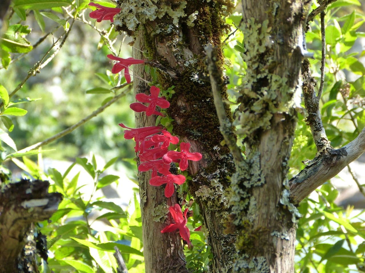 Asteranthera 16