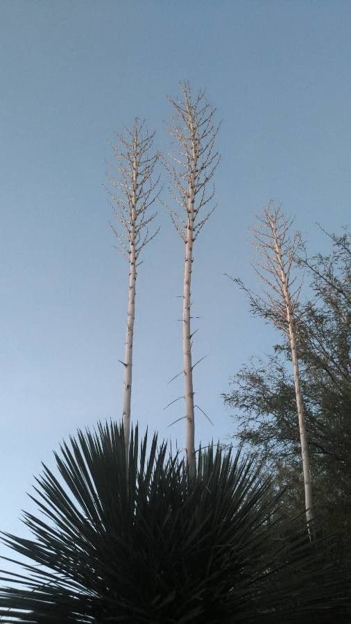 Yucca alta 25