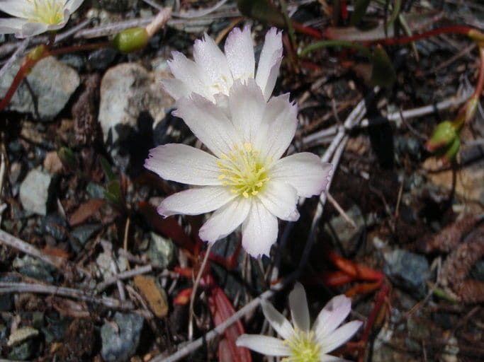 Gegenblatt-Lewisia 4