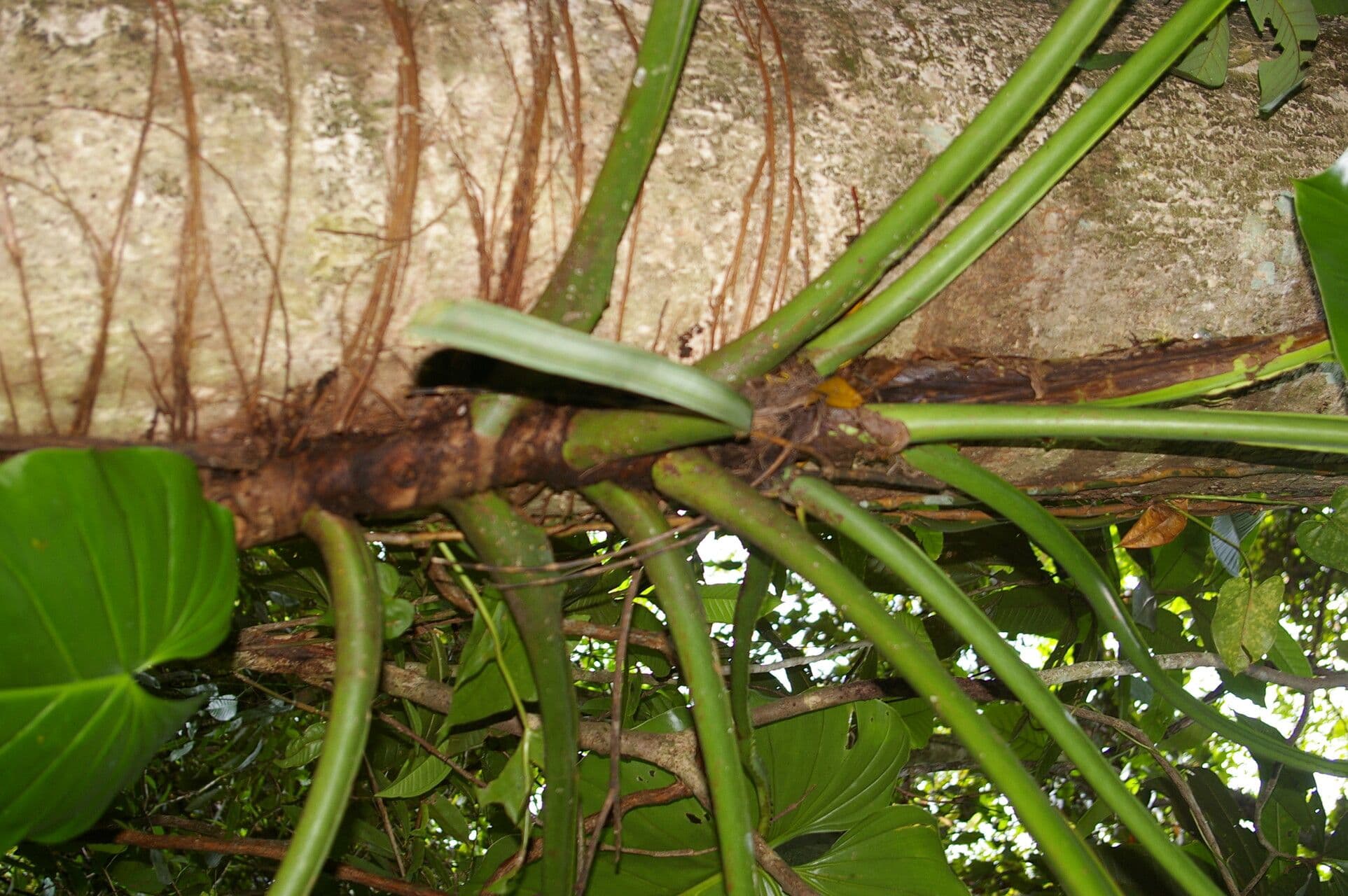 Filodendro 3