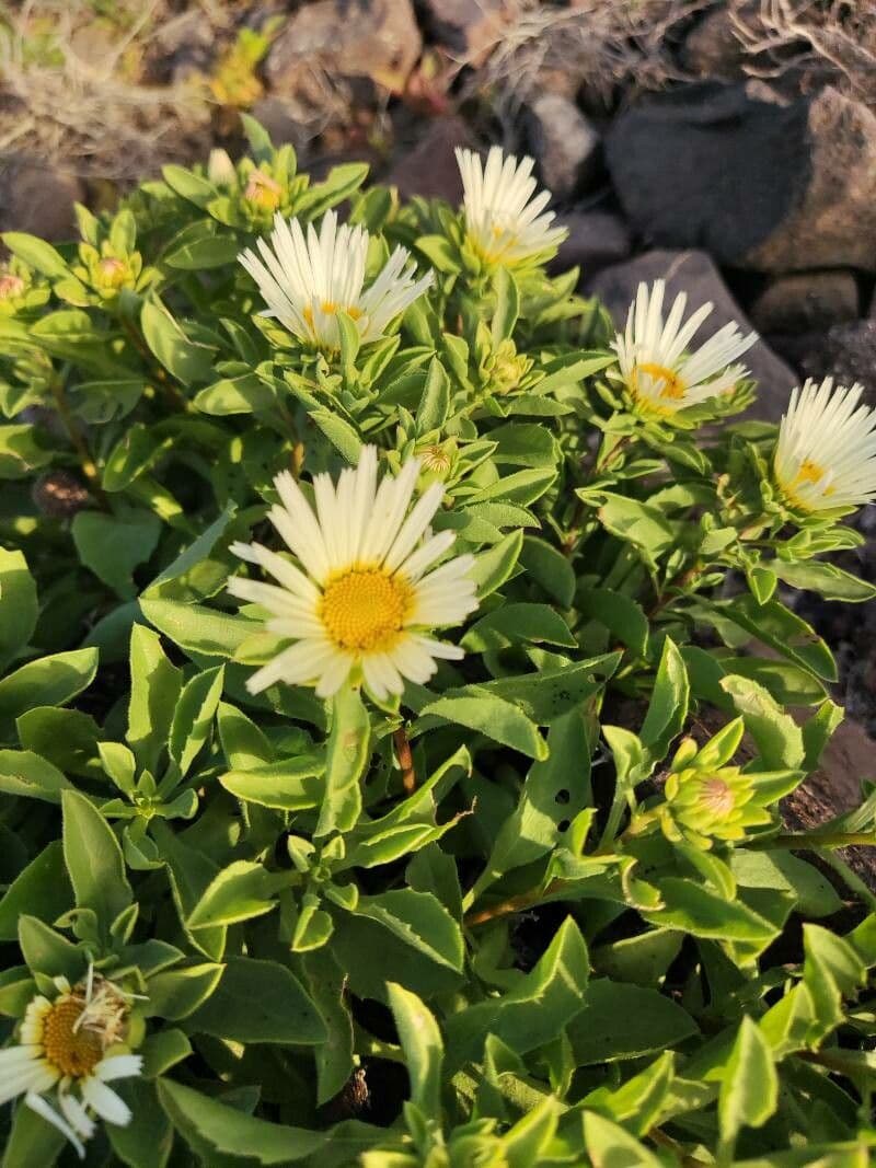 Asteriscus 5