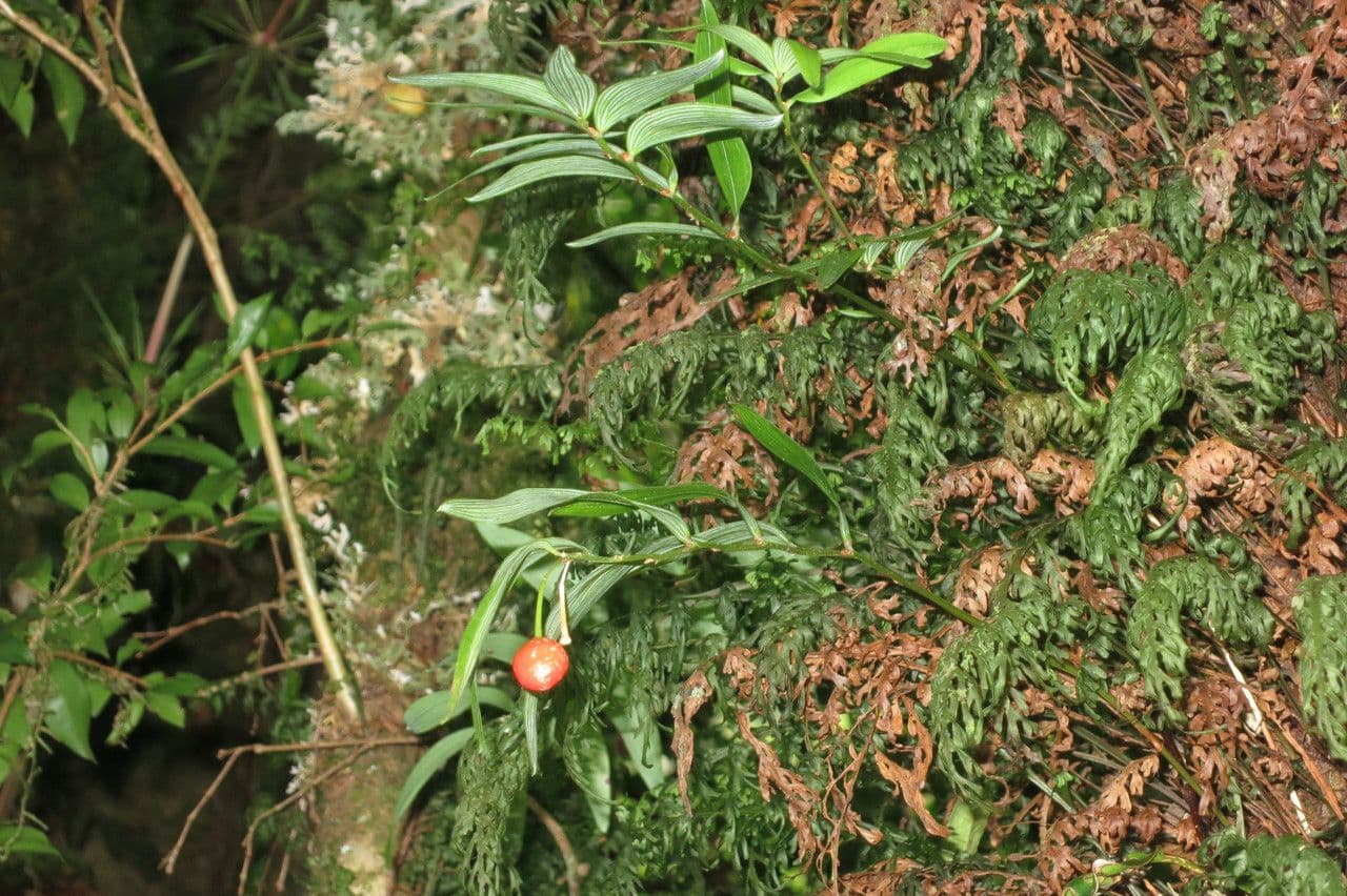 Luzuriaga 24