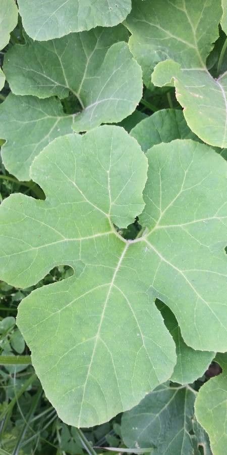 Figleaf gourd 14