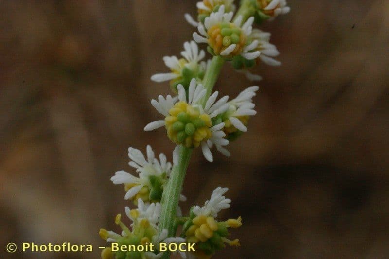 Sesamoides purpurascens 26
