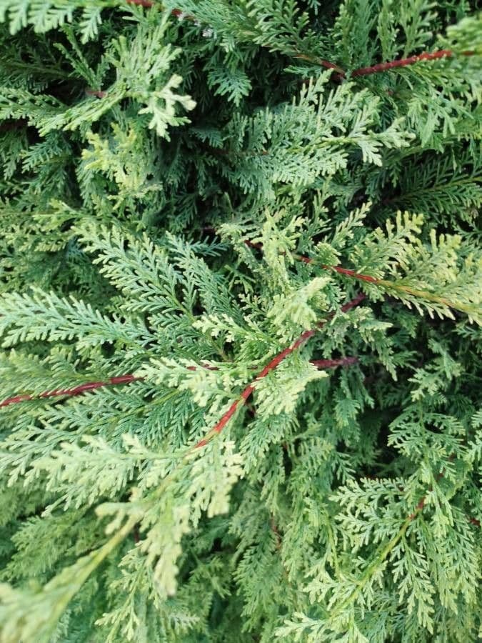 Northern white-cedar 16