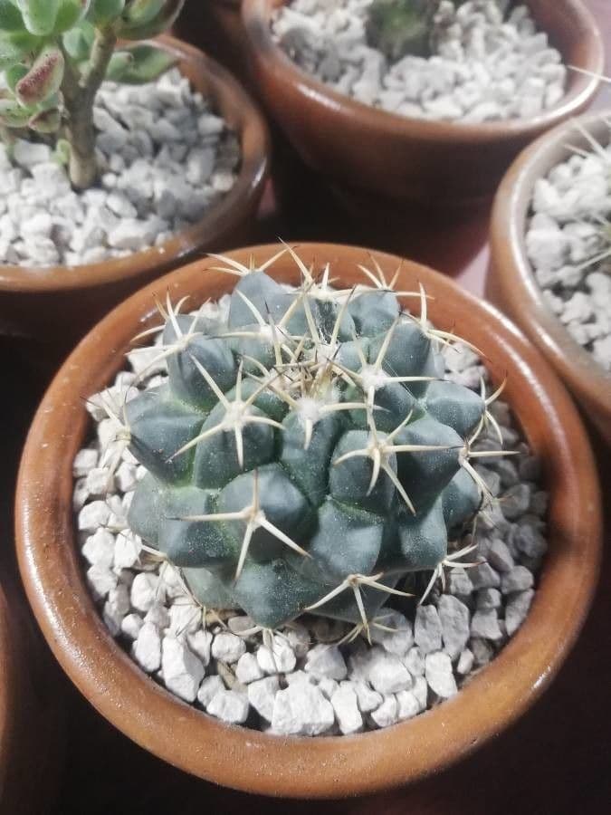 Thelocactus hexaedrophorus 10