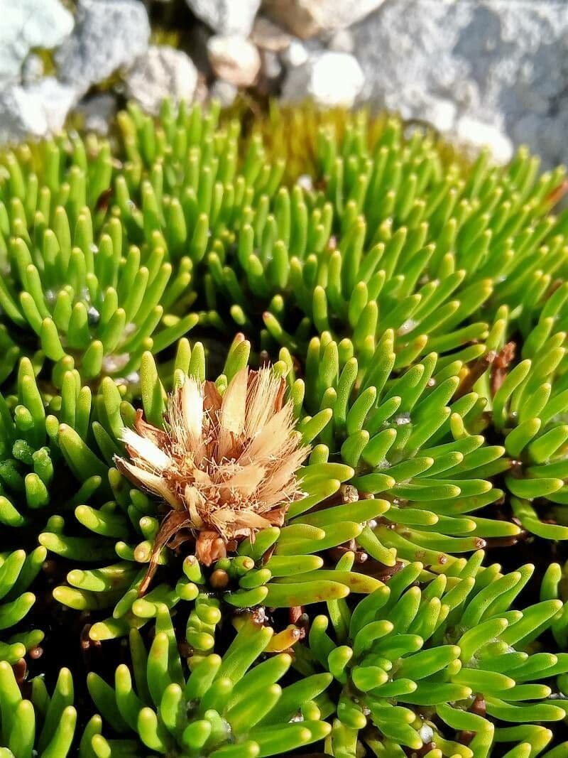 Xenophyllum