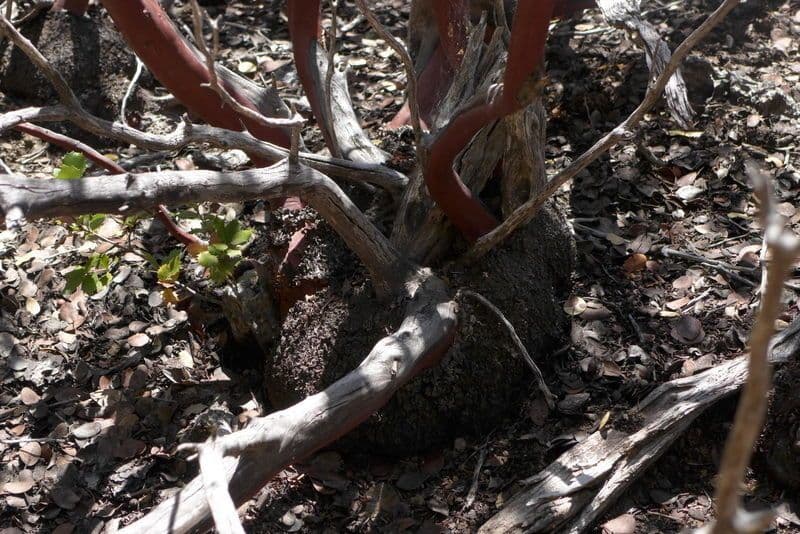 Manzanita 23
