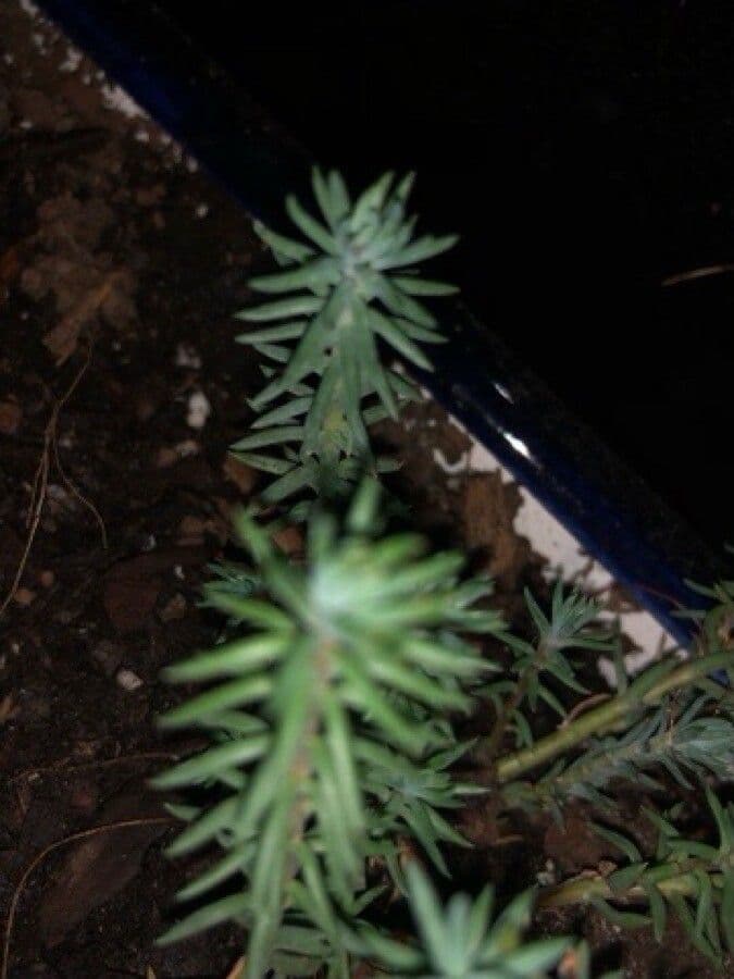 Borracina annuale 15