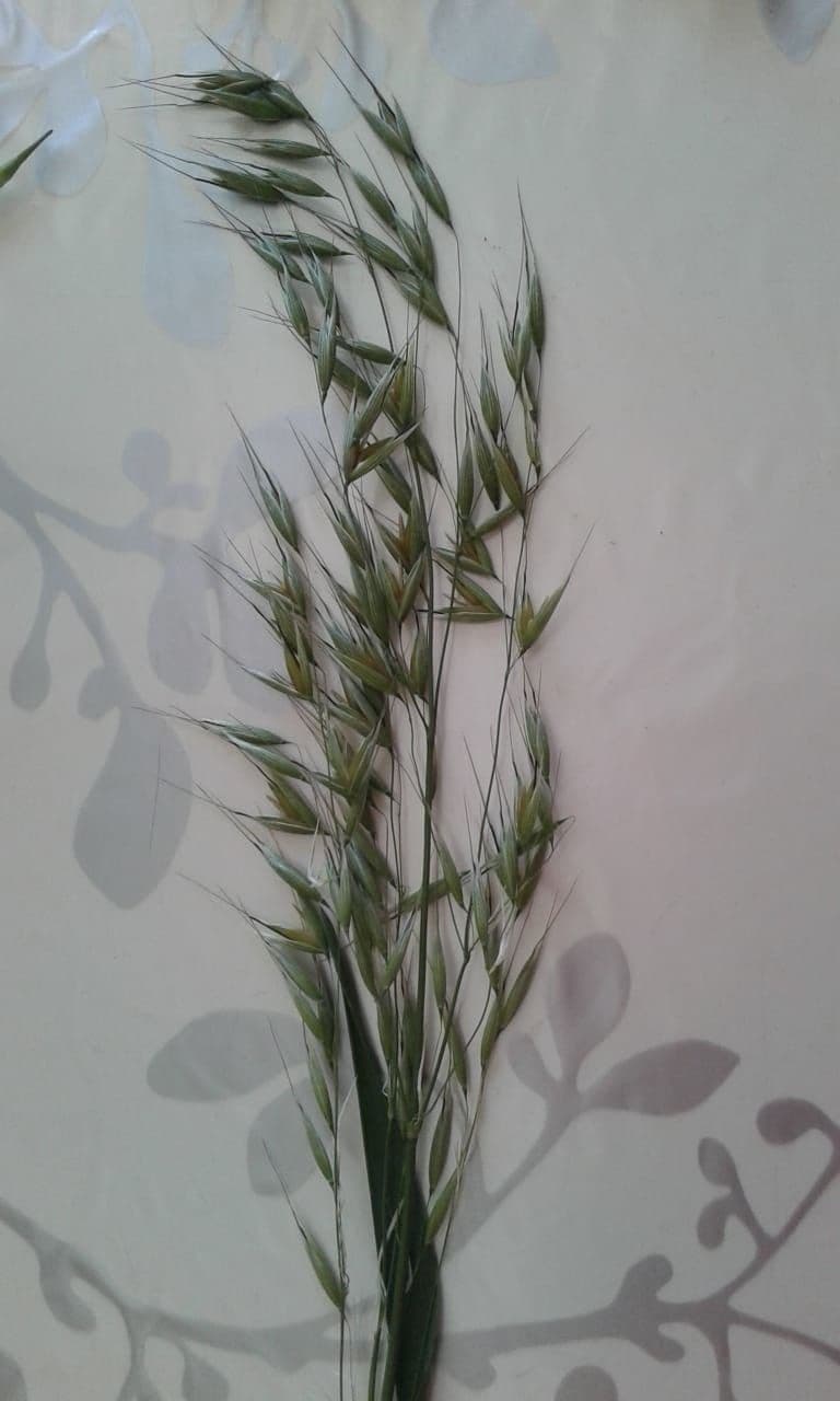 Avena strigosa 15