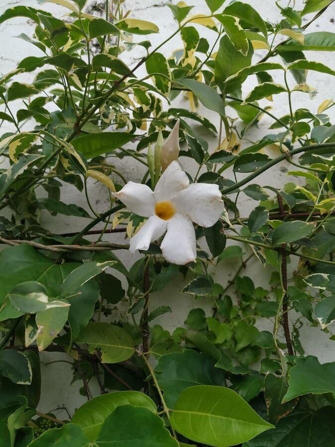 Rhabdadenia 4