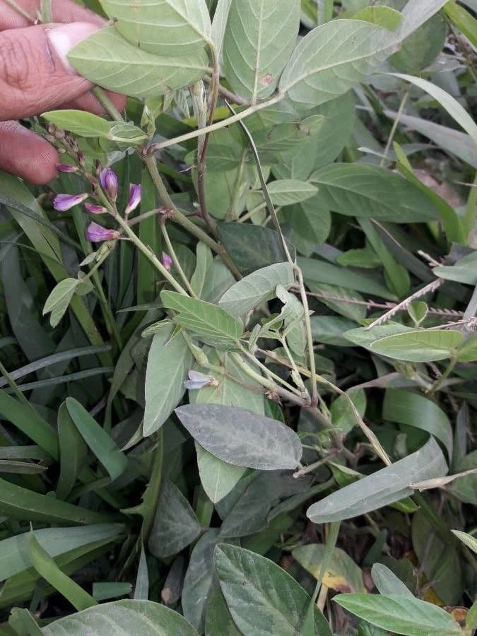 Desmodium 18